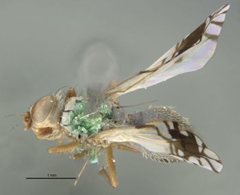 Media type: image;   Entomology 13321 Aspect: habitus dorsal view